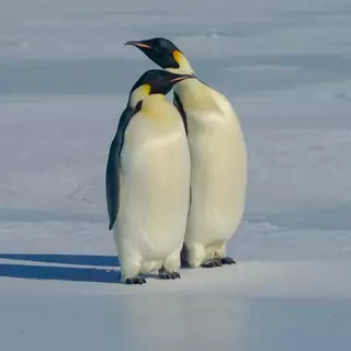 Antarctic Emperor Penguins